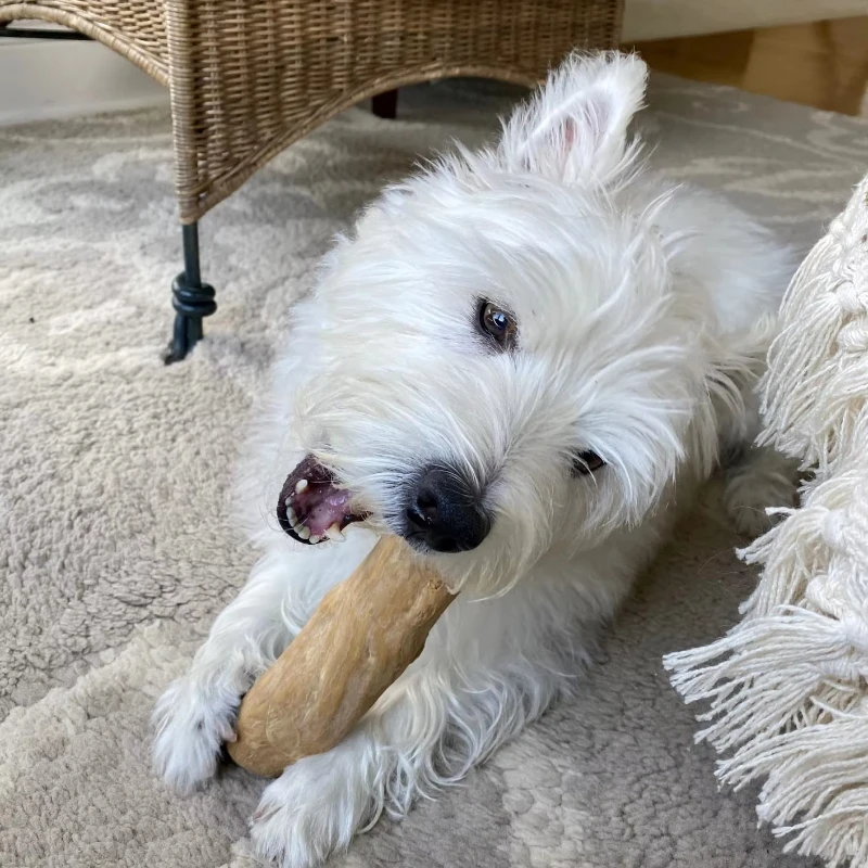 Can Wooden Dog Chew Toys Damage Dog Teeth?