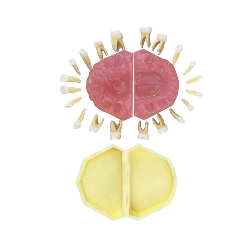 Child Dental Model With Removable Teeth Typodont Jaw Model Dentistry Demonstration Tools For Teaching Study Training Practice