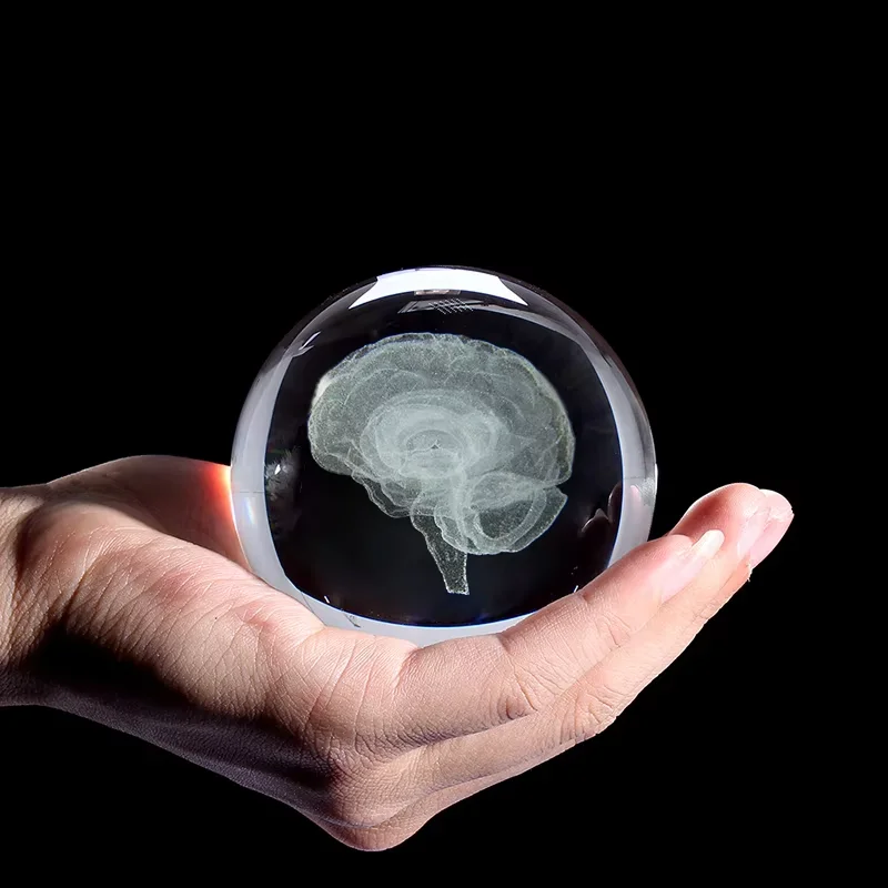 20Cm Brain Crystal Ball 3D Laser Engraved Human Organ Cerebrum Model Decoration Ball Medical Science Gifts