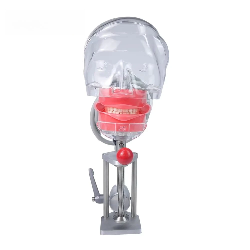 Dental Simulator Manikin Dental Phantom Head Model Dental Training Simulation Unit with 32/28Pcs Teeth