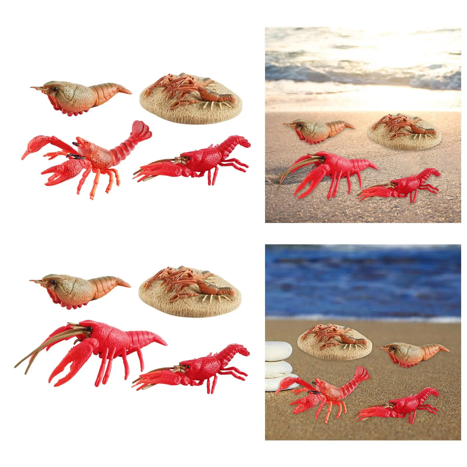 Lobster Life Cycle Model ชีววิทยาของเล่นวงจรชีวิตที่สมจริง Lobster Sea