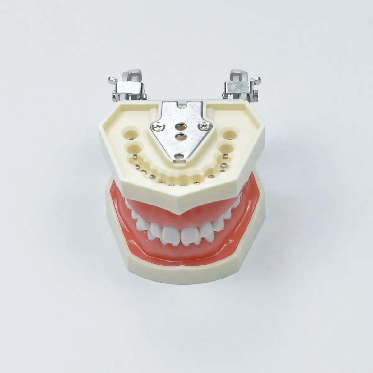 Dental standard tooth model simulated tooth teaching prepared tooth model prepared crown oral practice