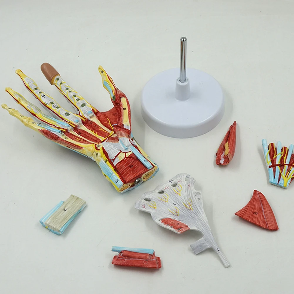 

Medical Anatomical Hand Skeleton Model with Muscles, Ligaments, Nerves and Blood Vessels, Hand Bone Muscle Teaching Aids