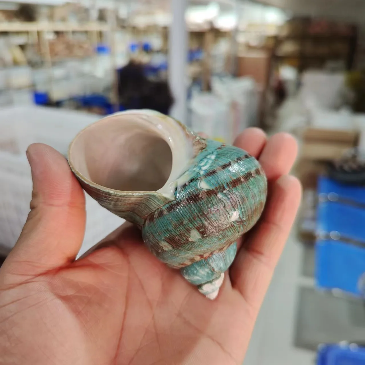 Snail Shell Hermit Crab Replacement, Scallop and Fish Special Aquarium Decoration, Fish Tank Landscape Shell Conch combination