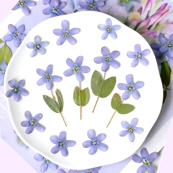 Evolvulus nuttallianus Roem 꽃 송진 에폭시 쥬얼리 카드 북마크 프레임, 전화 케이스 메이크업 램프 스티커, 압축 건조, 100 개 