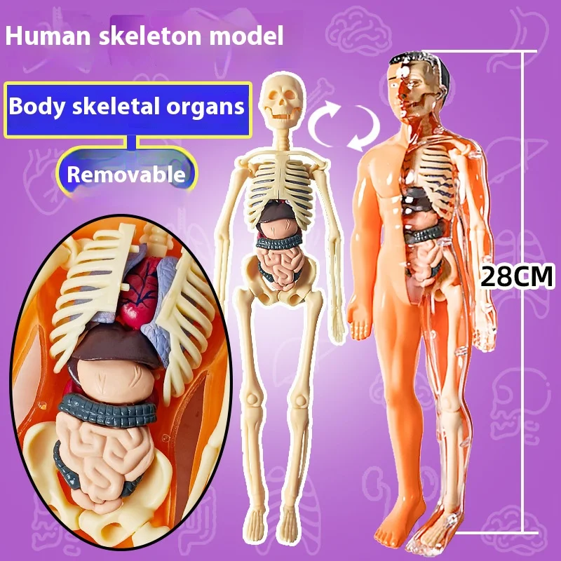 Children Science Cognitive Puzzle Toy Transparent Human Body Model Organ Skeleton Assembly Montessori Education Toys for Kids