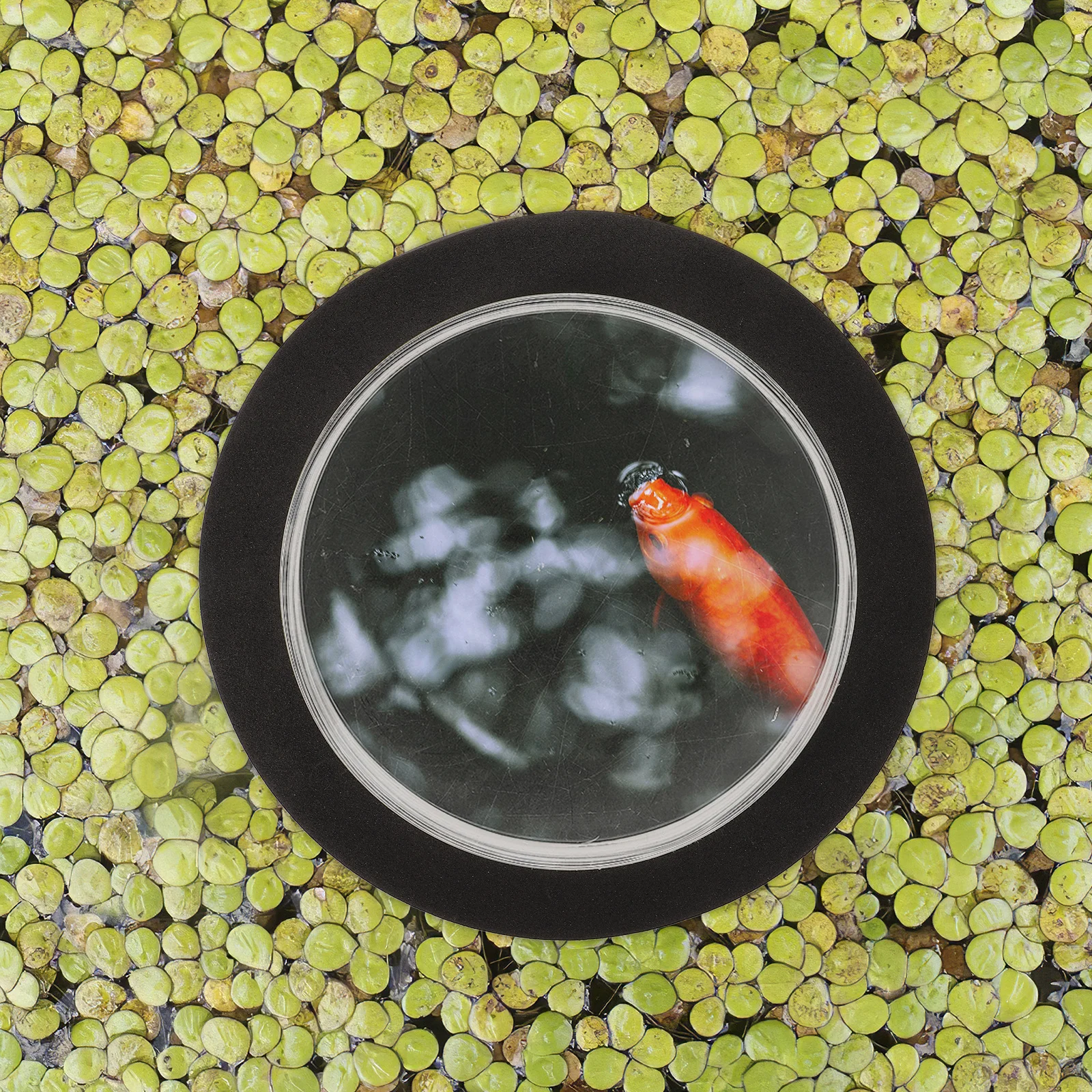 Floating Pond Fish Dome Clear Acrylic Display Durable Water Resistant Easy Installation Tranquil Outdoor Experience Garden Pool