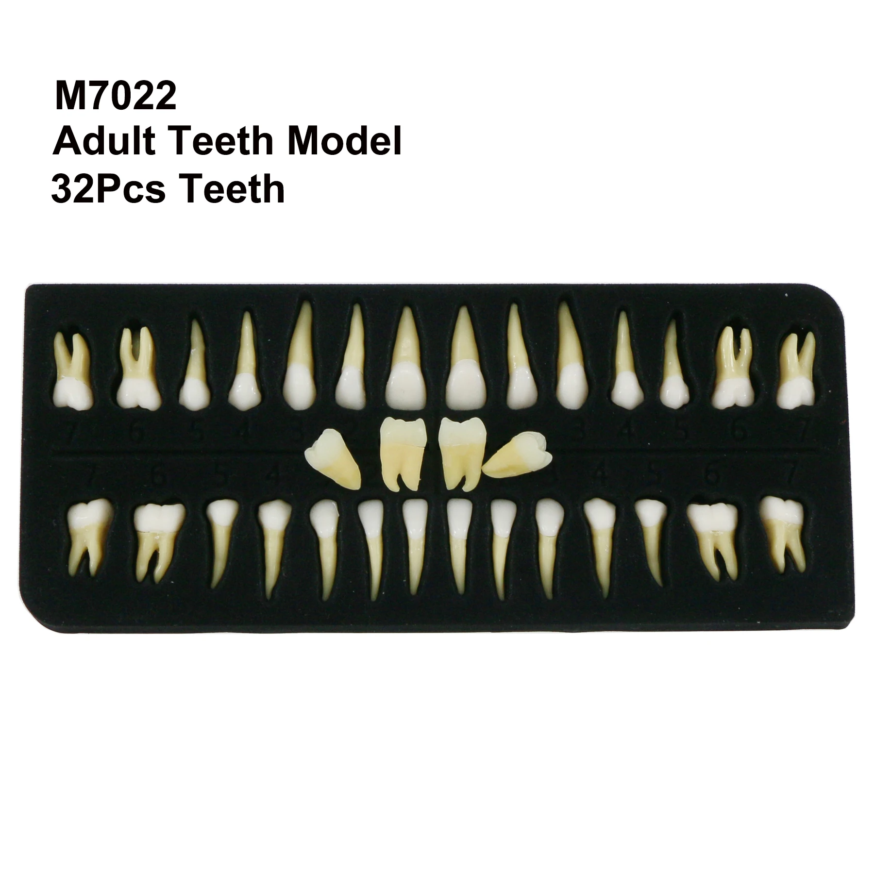 

Upper and Lower Permanent Teeth Dental Removable Typodont Demonstration Teach Study Modle