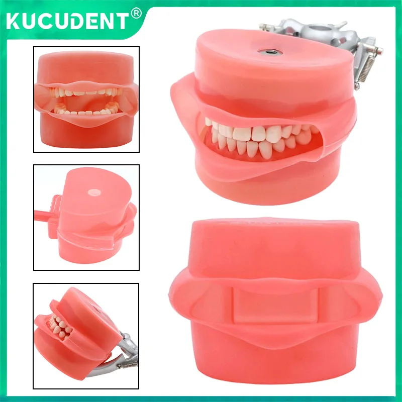 

Dental Simulation Cheek Silicone Mouth Mask Holder Decor Replacement for Teeth Technician Training Simulation Phantom Model