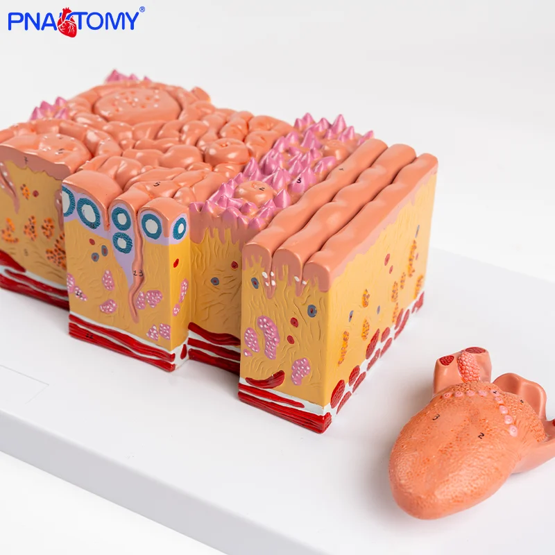 

Tongue Anatomy Model with 2 Parts Human Tongue Anatomical Model Tongue Tissue