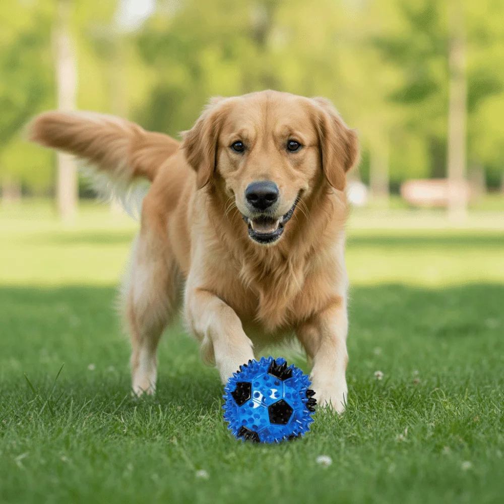 Funny Elastic TPR Dog Chew Ball Bite Resistant Colorful Spiky Massage Ball Chasing Bounce Ball Pet Chew Toy Chasing Game