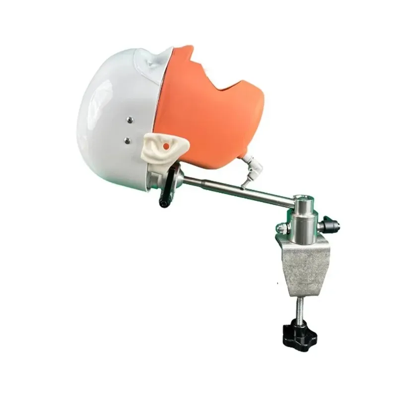 Standard Anatomy Model Removable Installable Phantom Simulator Head Mold for Educational And Training Purposes