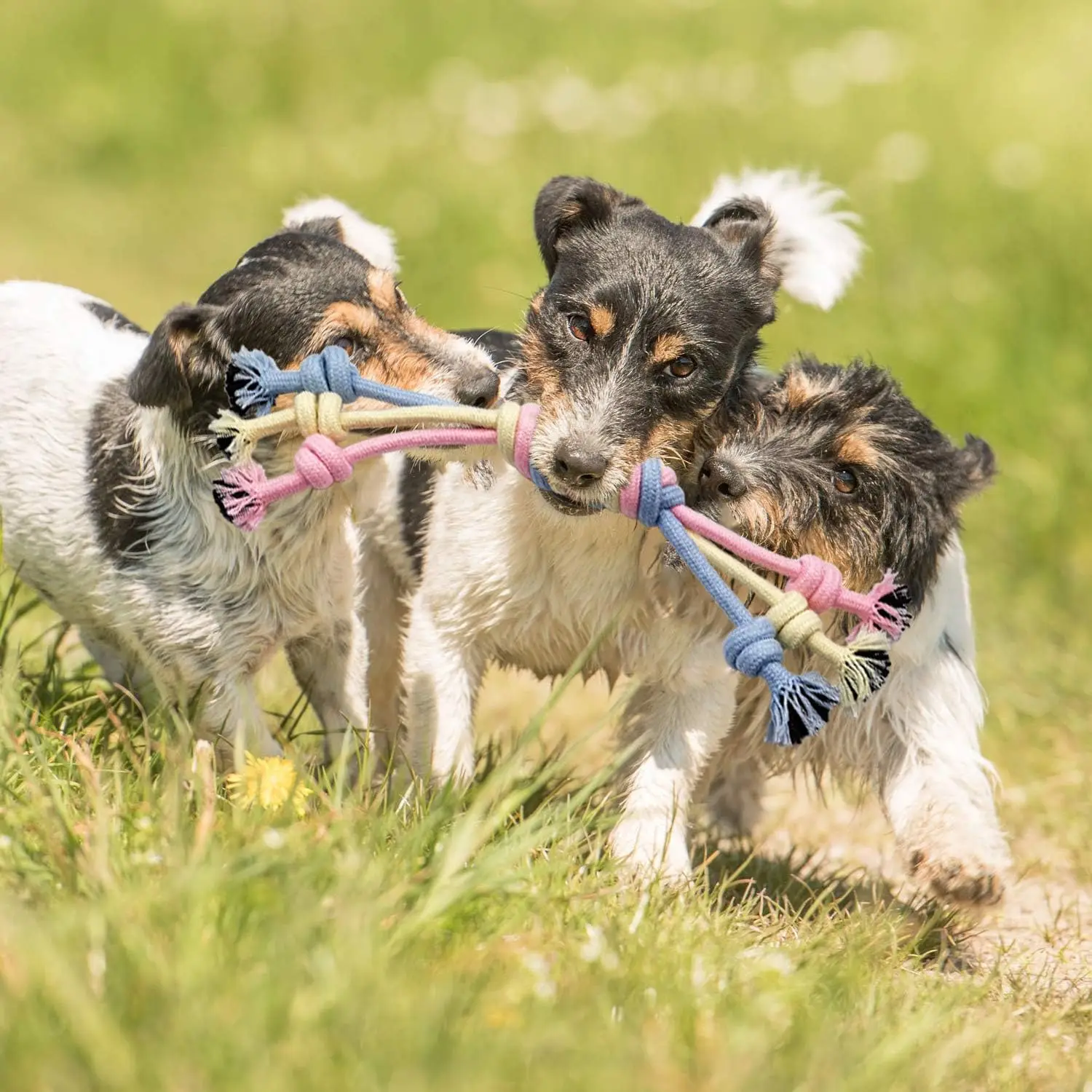 Dog Toys For Small Dogs Aggressive Chewers Interactive Indestructible Dog Toys Rope Activity Intelligent Pet Dog Accessories