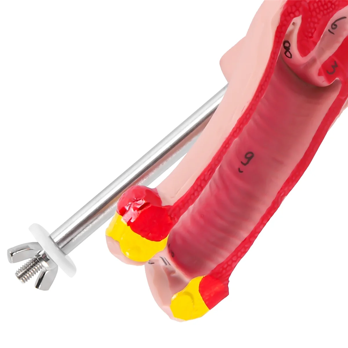 

HOT!1:1 Human Female Uterus Ovary Fallopian Tubes Model Anatomical Human Anatomy Model Teaching Tools