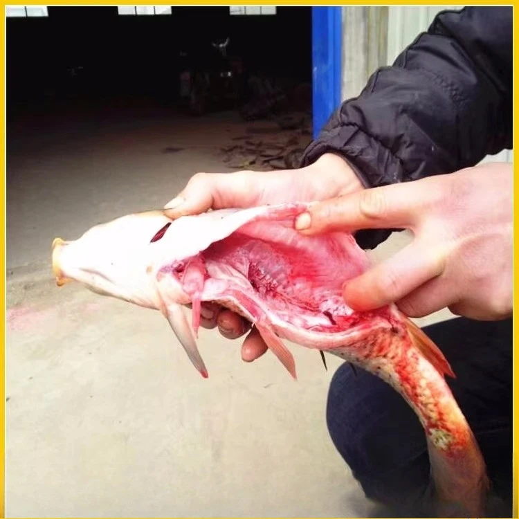 Image 6: Équipement de transformation du poisson à haute efficacité