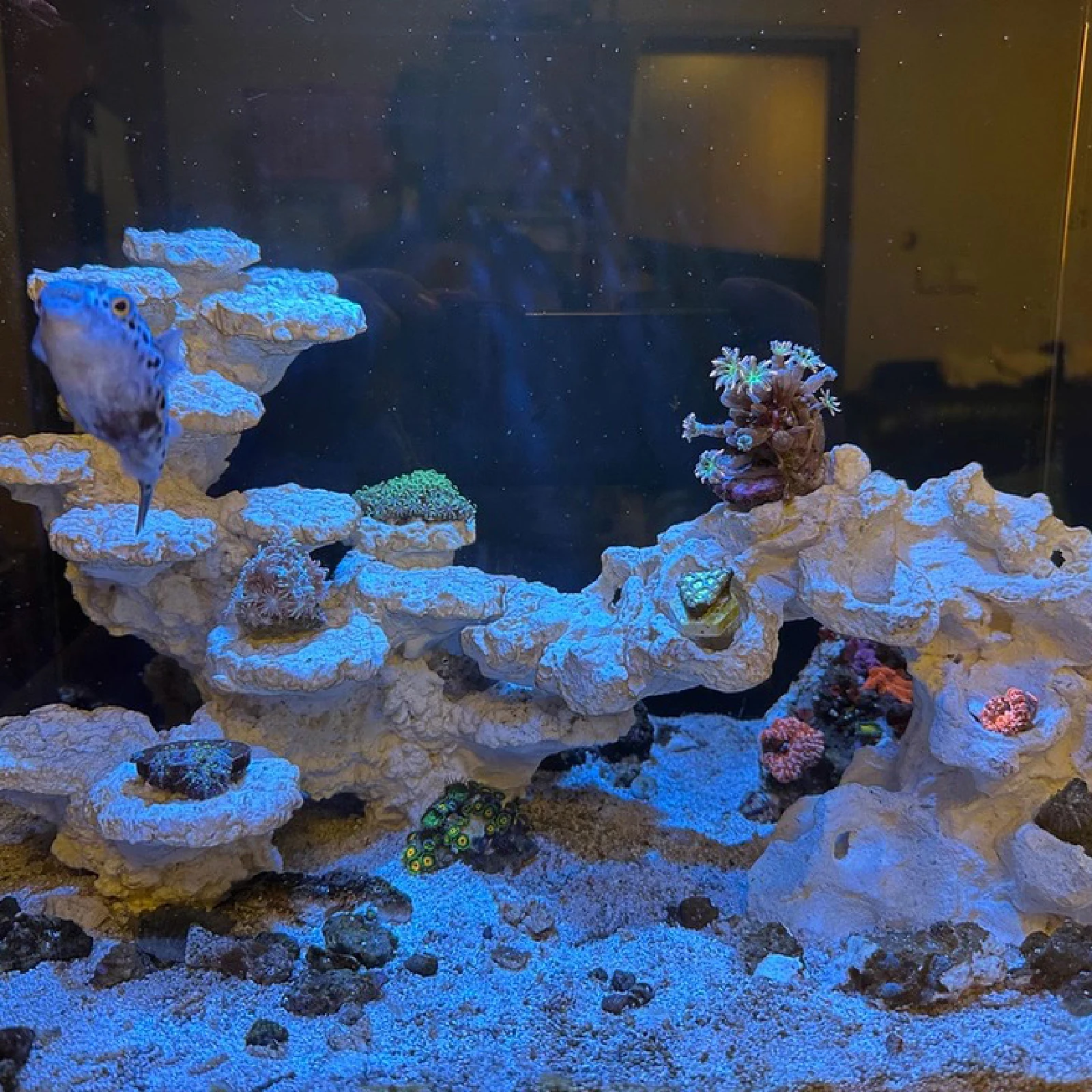 Thumbnail 3 - #20 Best Glass Aquarium Tanks to Buy In 2026