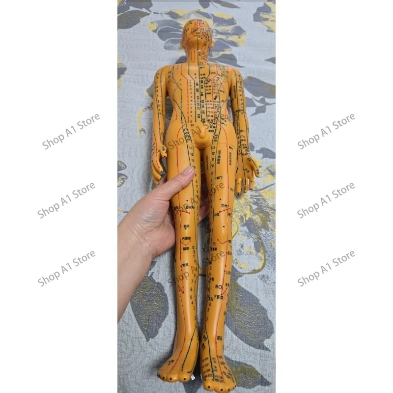 Female Male Acupuncture Model 35cm with Chinese Points & Base PVC Human Body Acupuncture Model Acupuncture Point Model DIY