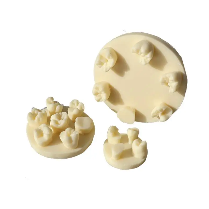 Tooth Morphology Resin Model Root Canal Filling Inlay Module Dental Teaching Training Tool