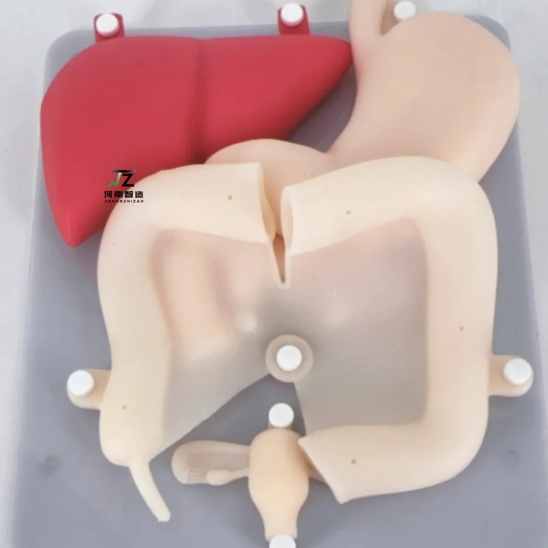 

Высококачественная новая модель органа для тренировки полости живота — желчный пузырь, желчный воздуховод, печень, дутень, поджелучники, приложение