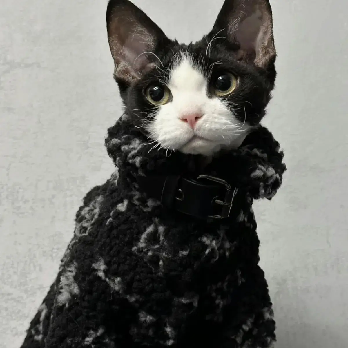 Padded Sphynx Coat 1