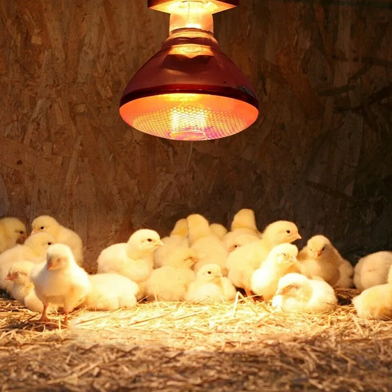 250W Poultry Infrared Heat Lamp Waterproof Anti-Explosion Thickened Light Bulbs For Piglet Chicken Duck Birds E27 Heating Lamp
