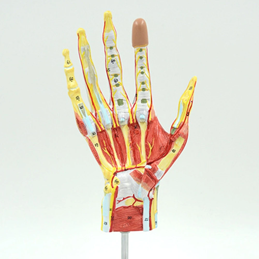 

Practical- Anatomical Hand Skeleton Model With Muscles, Ligaments, Nerves And Blood Vessels, Hand Bone Muscle Teaching Ai
