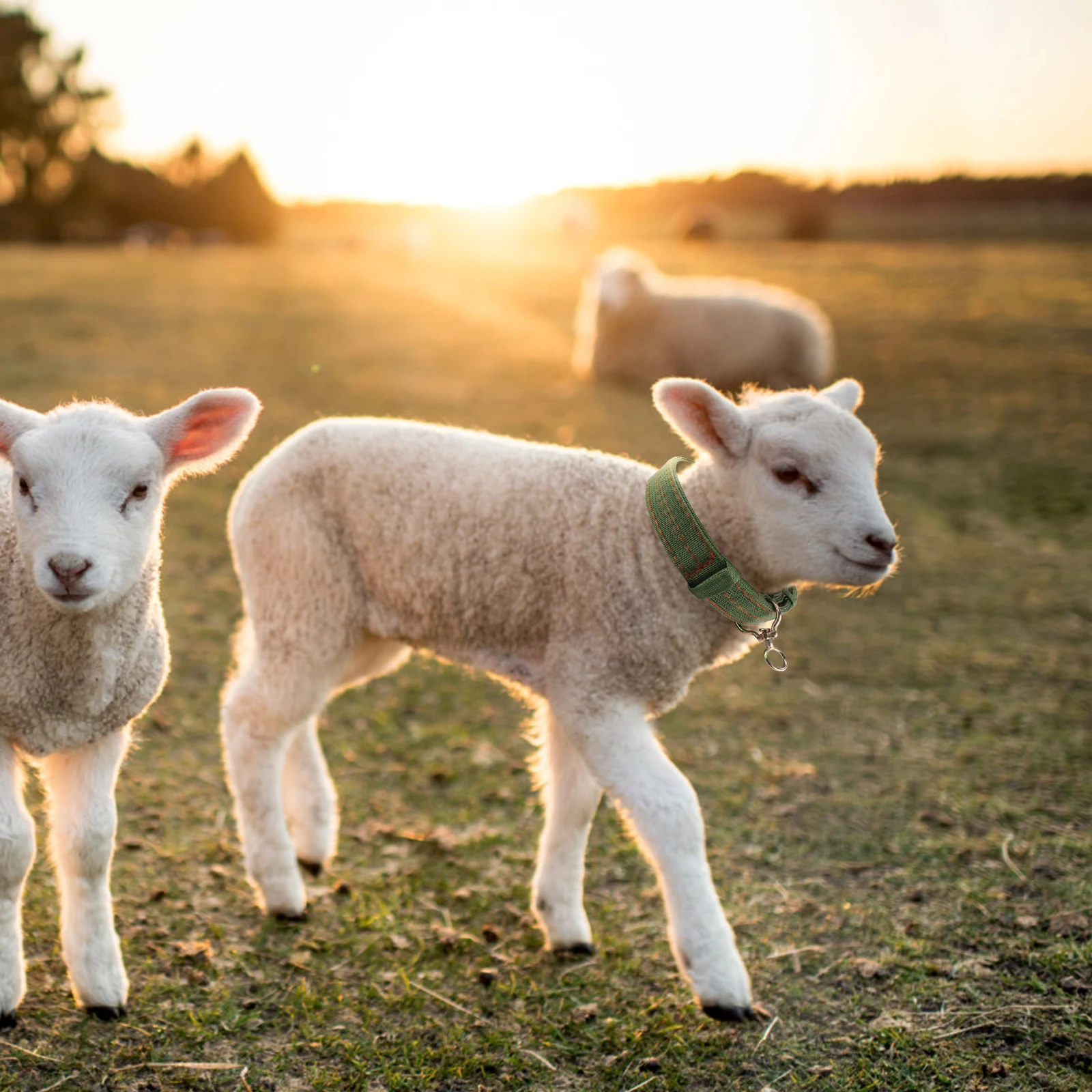 

Safe Explosion Sheep Collar Thickened Cattle Traction Band Livestock Feeding Accessory Comfortable 1pc