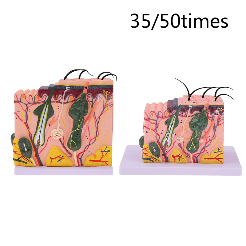 35/50times Skin Model Human Anatomical Skin Hair Structure Enlarge Model Anatomy