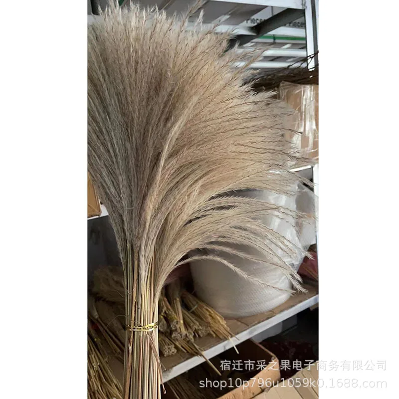 20Pcs/60cm Natural Bulrush White Grass Dried Flowers Eternell Buddha Dust Pampas Reed Wedding Party Home Decoration Accessories