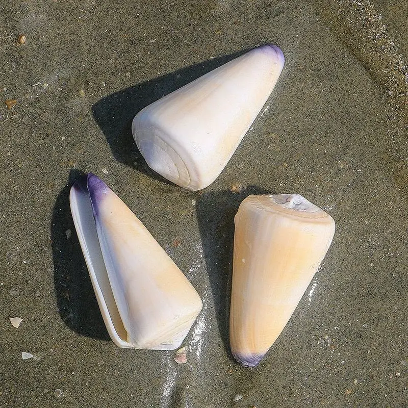 2pcs Natural Conch Shell Purple Mouth Girl Conch Rare Collection Specimen Fish Tank Landscaping Aquarium Home Science Decoration