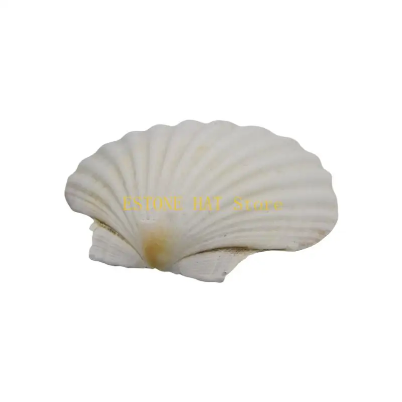 49MF Large Seashells Assortment for Creative Crafting and Elegant Beach Decors