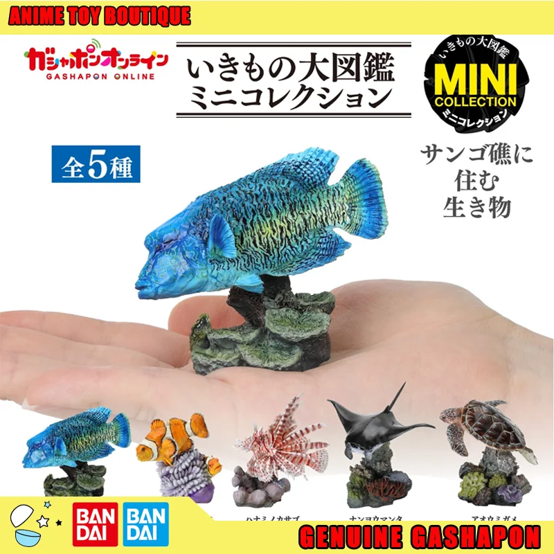 

Bandai Genuine Biological Encyclopedia Humphead Wrasse Lion Clownfish SeaTurtle Figure Gashapon Pool Desktop Decoration Original