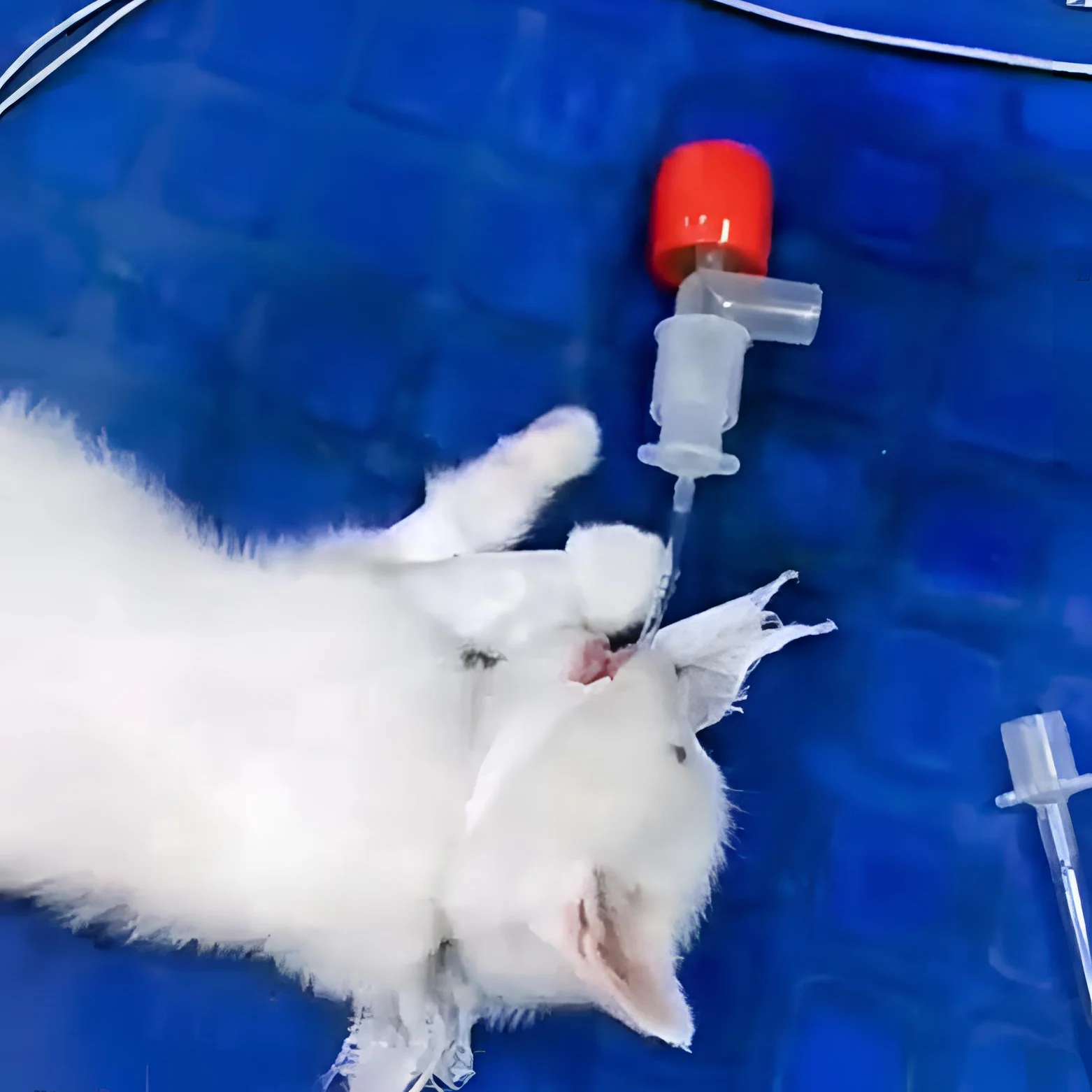 1pcs-pet-breathing-alarm-breath-circuit-detection-monitoring-animal-anesthesia-machine-associated-spare-part-clinic-canine