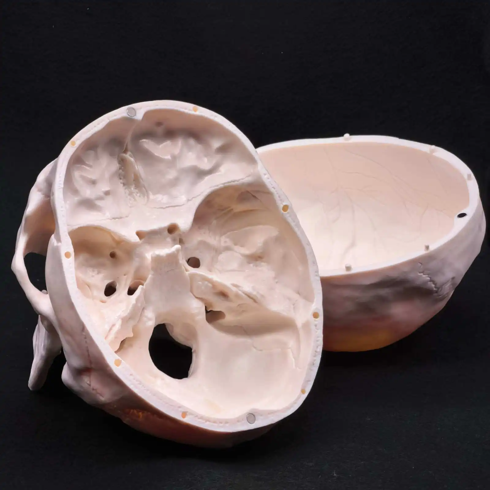 PVC Natural Life Size Human Skull Model High Simulation Anatomical Flexible For Medical Art painting Teaching