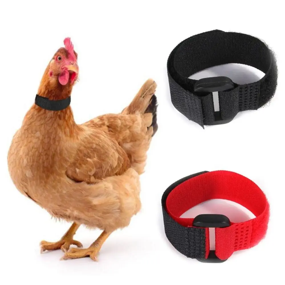 2 Stck Hhner kragen Anti-Haken gerusch freie Halsbnder Kragen keine  Krhe Hahn Kragen verhindern Hhner am Krhen Lieferungen - AliExpress 15