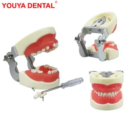 Kids Dental Typodont Model With Removable Teeth Soft Gums Teeth Model Training For Children Dentistry Practice Tooth Model Child