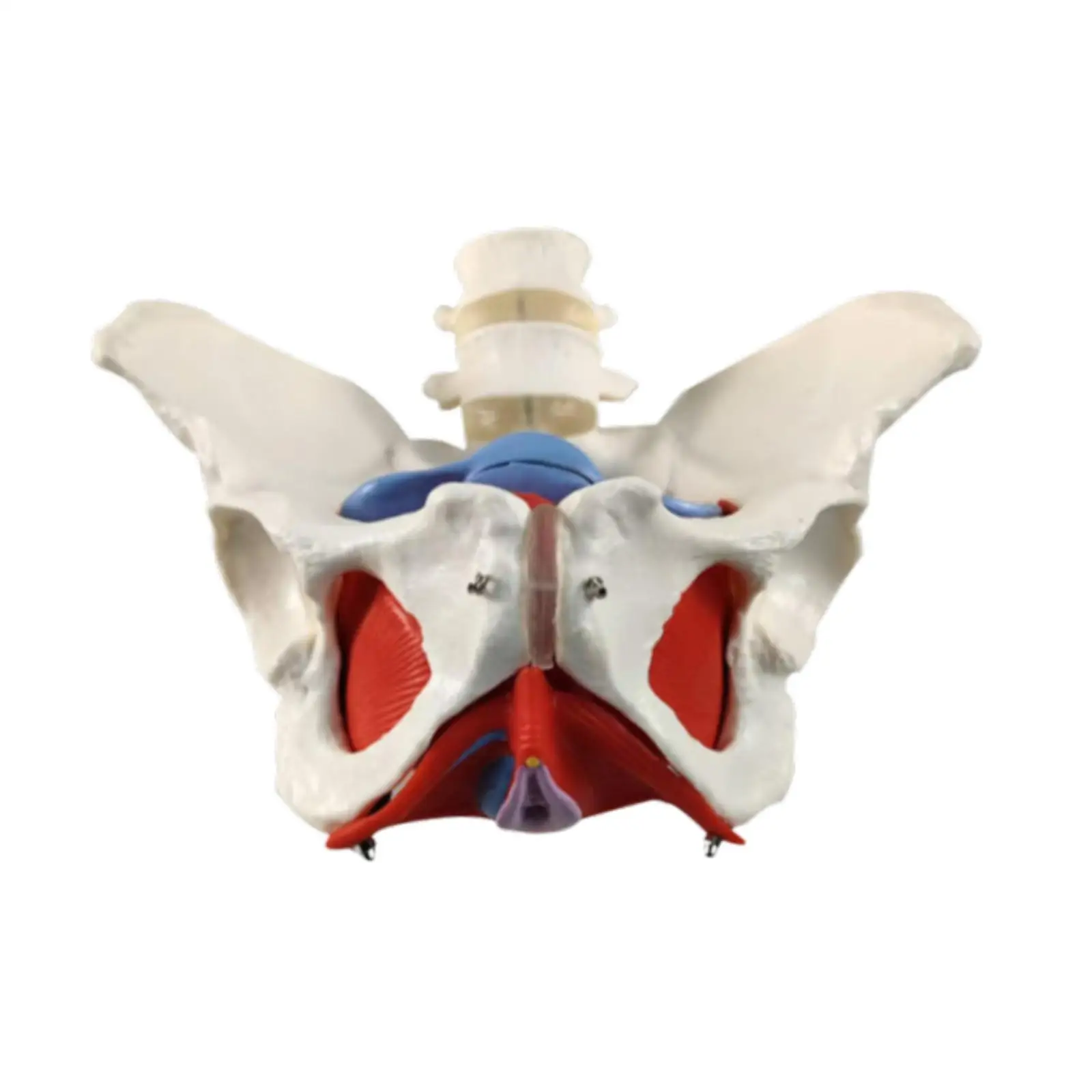 

Female Pelvis Model Perineal Model Hip Bone Pelvic Model for Patent Communication Teaching Learning Midwife in Obstetrics