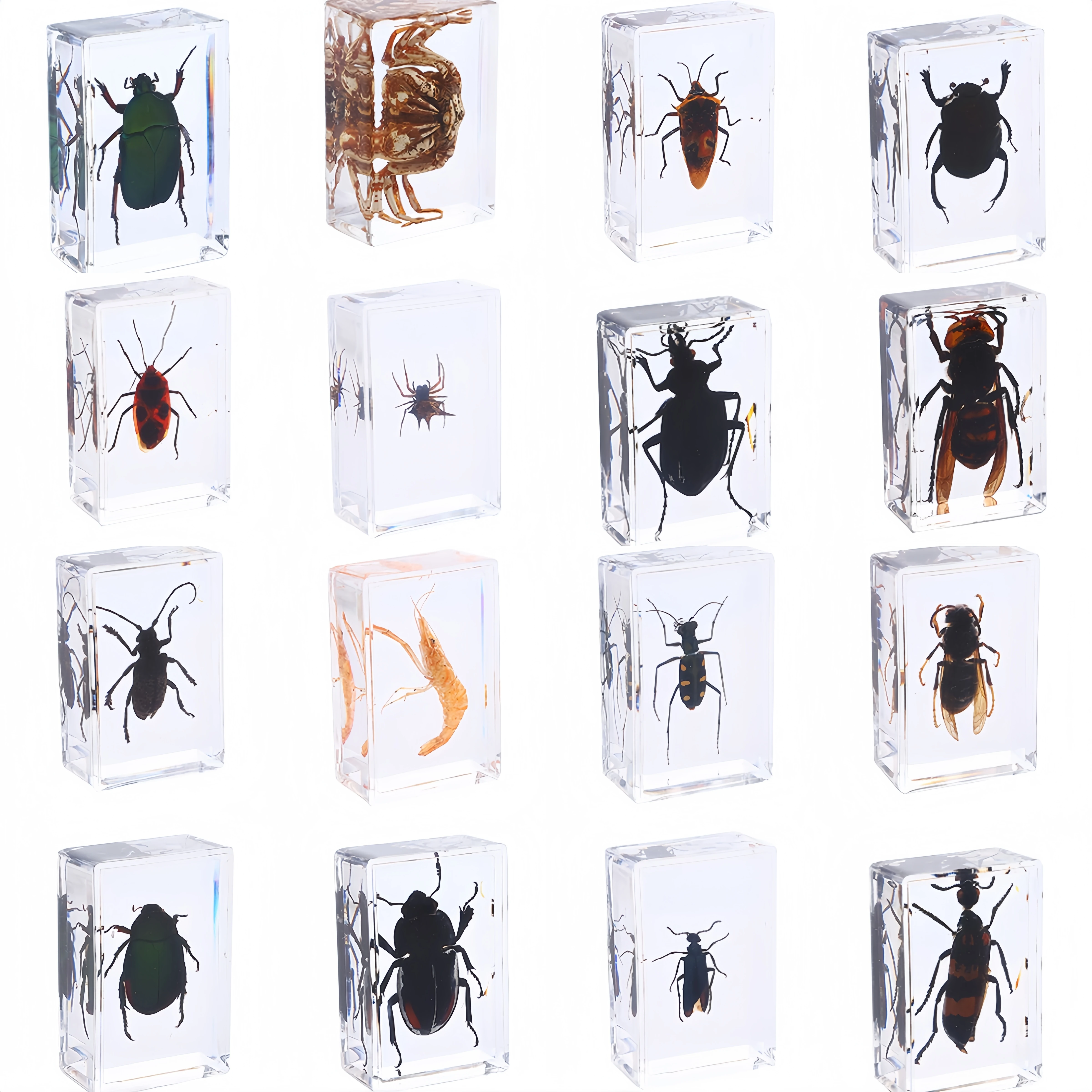 

16 шт., коллекция насекомых из смолы, консервированных образцов, пресс-папье, смоляные насекомые, различные образцы насекомых для офиса, мужчин и женщин