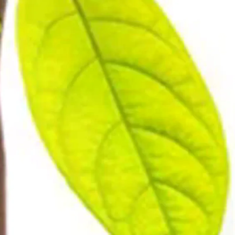 Avocado Seed Starter Vase Transparent Glass Vase Vase For Growing Plant Glass Seed Growing Kit For Gardening Lovers