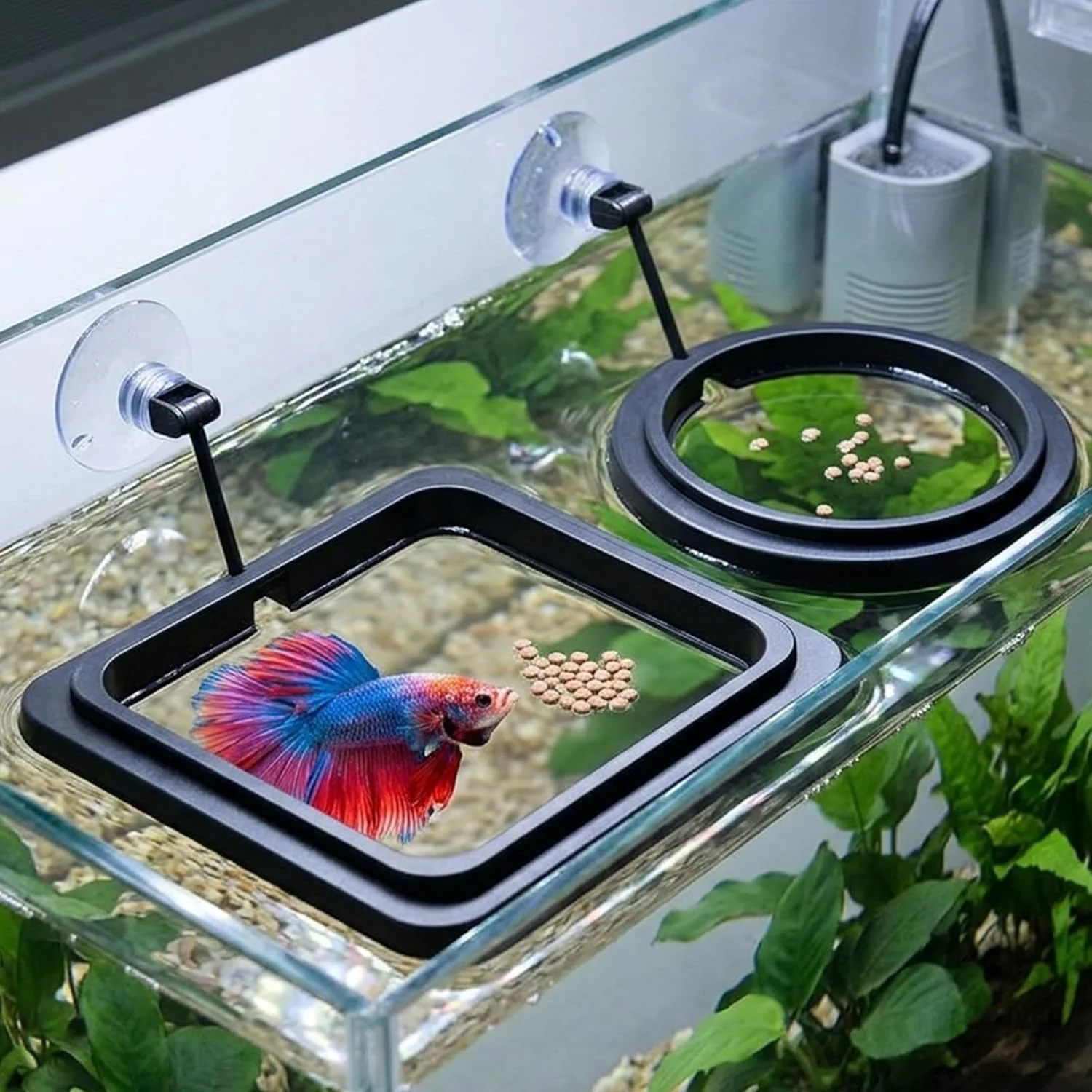Aquarium Fertilizer - Anel de Alimentação para Aquário com