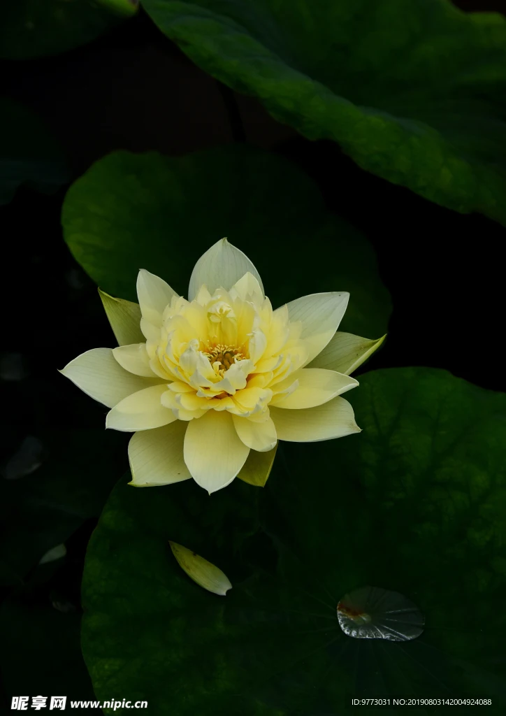 Upgrade Metal Gear …