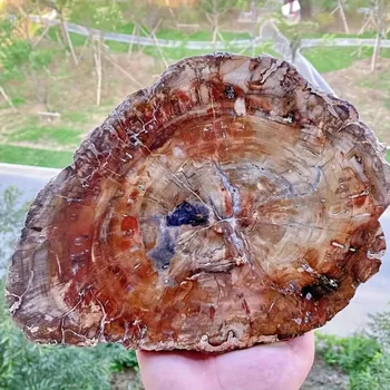 Natural Wood Stone Crystal Slice Petrified Wood Slice with Tree Ring Patterns for Home Decor Grounding Energy Specimen Healing