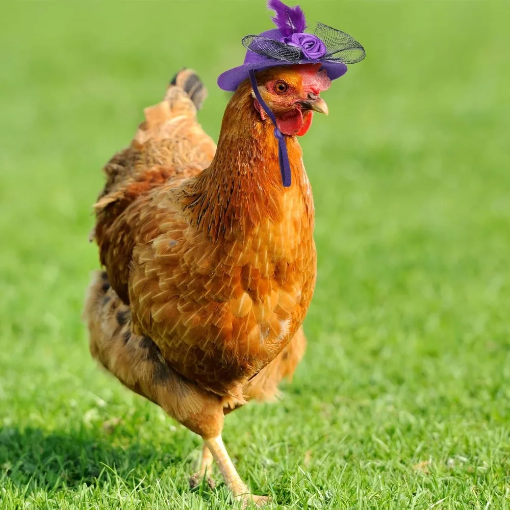 6pcs Pet Chicken Hat with Feathered Adjustable Elastic Band Cute Chickens Roosters Design for Small Birds Chickens Small Bird