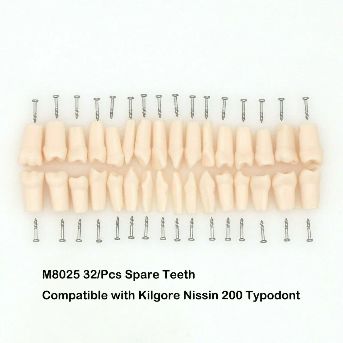 28/32pc Teeth Dental Typodont Replacement Screw-in Teeth Model Compatible with KILGORE NISSIN 200/500 Type