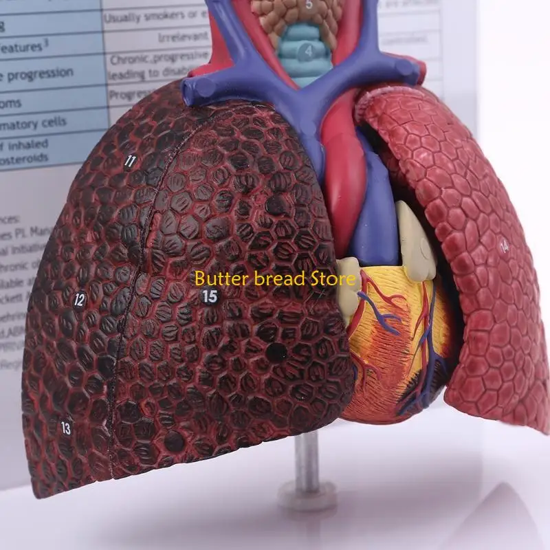W89C Life Size Human Lung Model Anatomical Respiratory System Anatomy for School Science Resources Study Display Teaching Tool