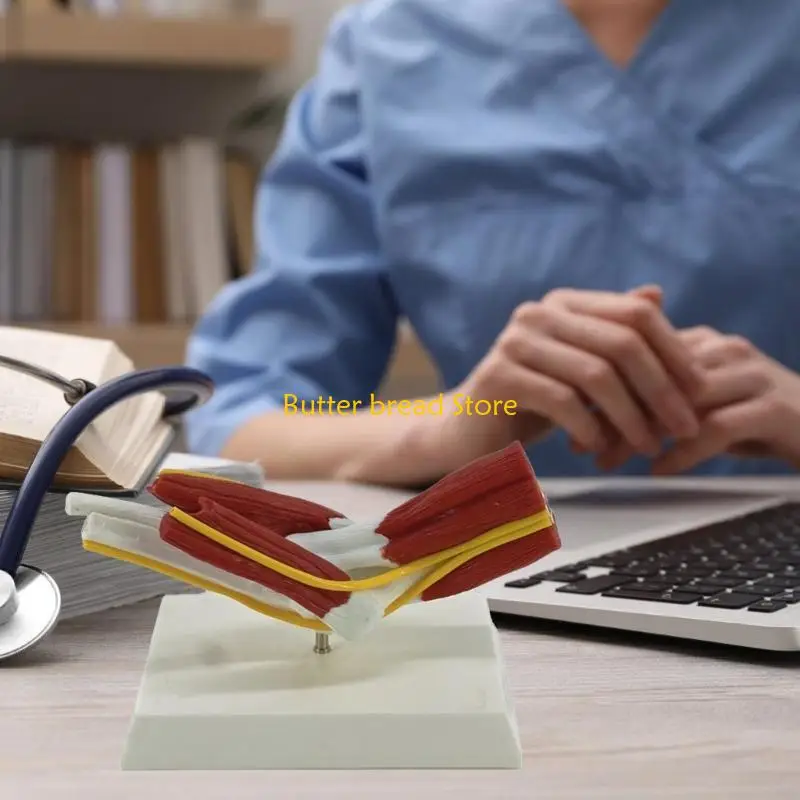 W89C筋肉質の右肘関節解剖学モデル専門教育トレーニングのための解剖学的肘関節筋神経モデル