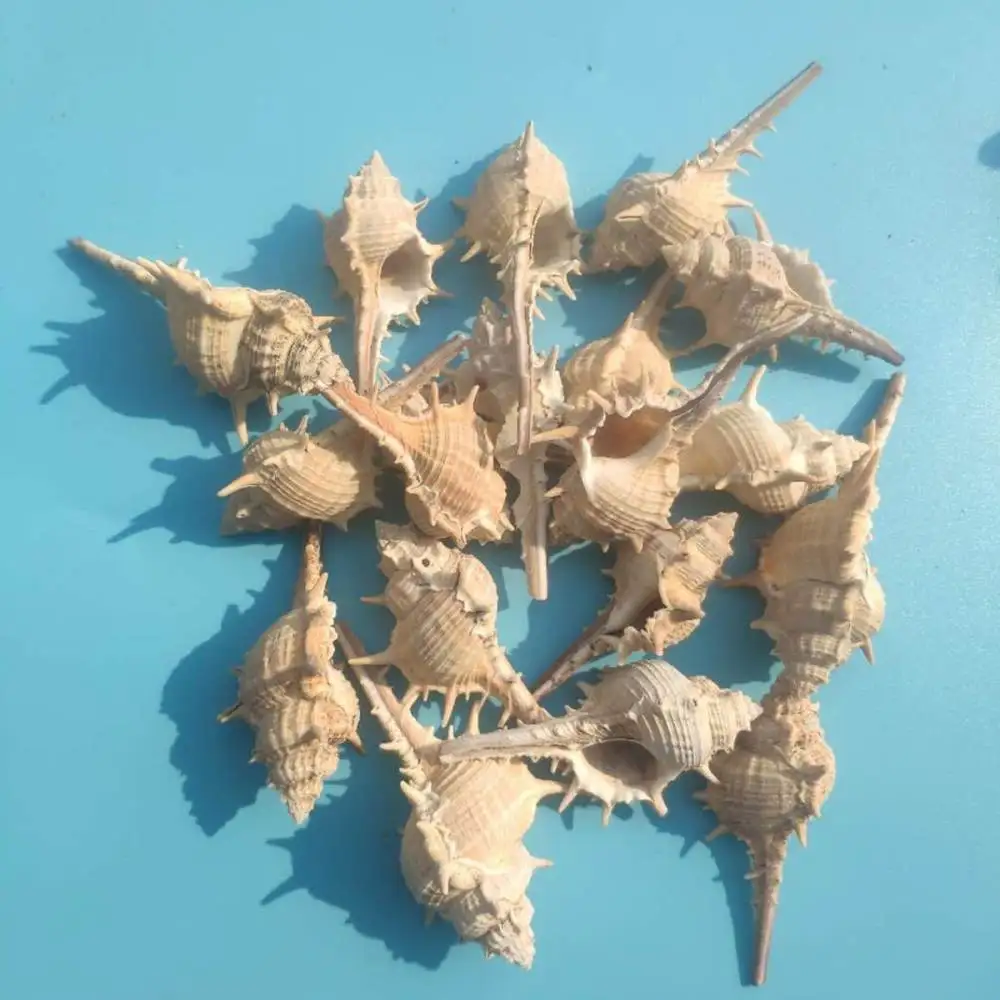 Natural Seashells Starfish Assortment Fish Tank Landscape Ornament Hermit Crab House Crafting Material Gift Art Work