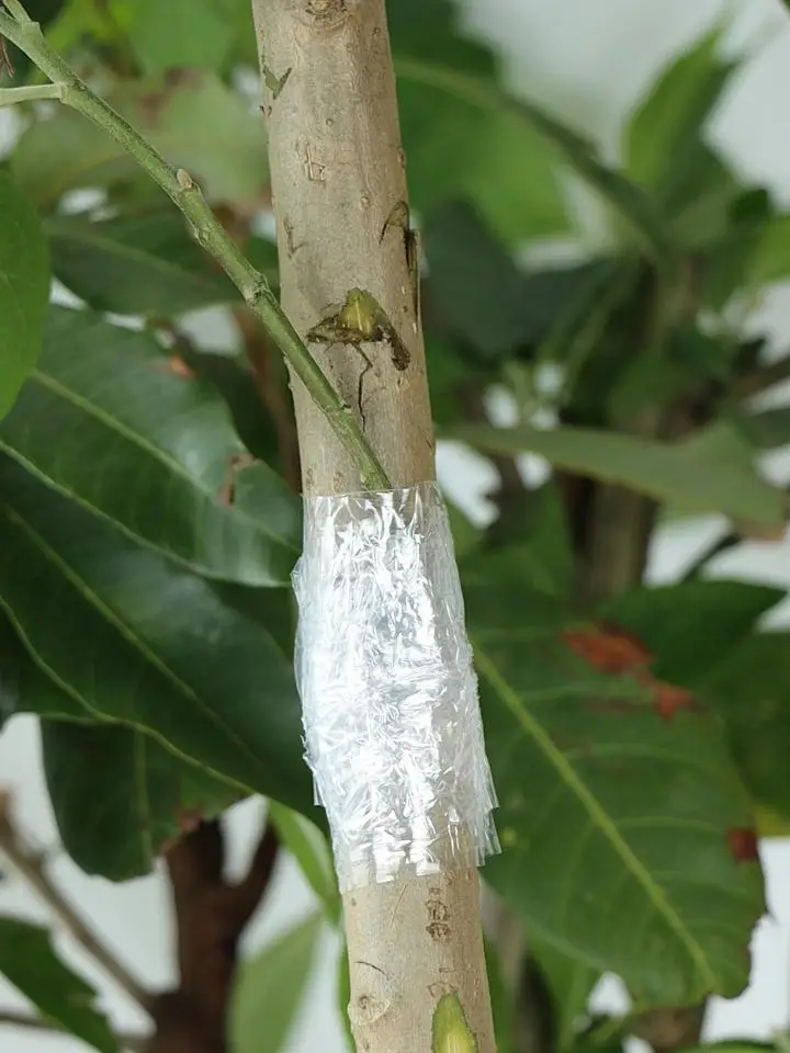 Stretchable Self-Adhesive Nursery Grafting Tape Roll Transparent Degradable Parafilm for Plant Pruning And Grafting