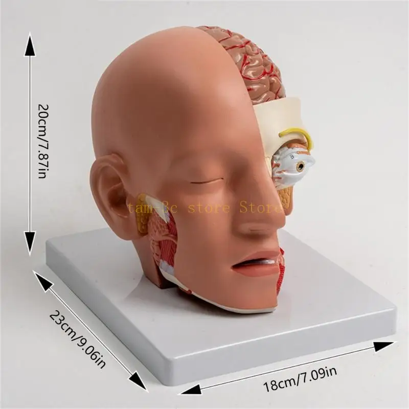 Human Anatomy Model Shows Cerebellums, Brainstem, Eyeball, Human Anatomical Model for Lecture Report