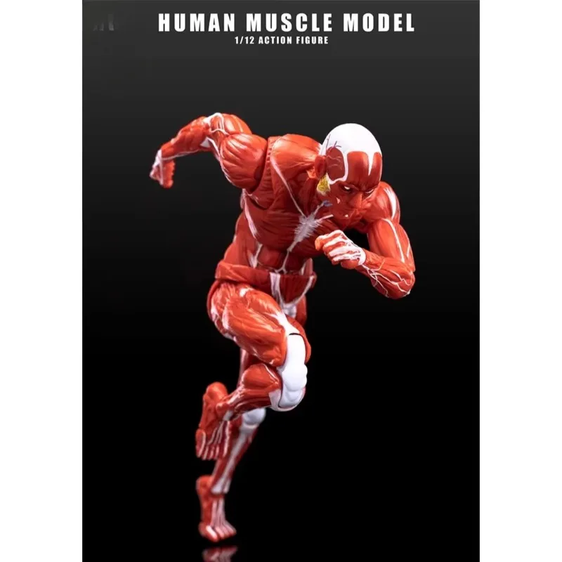 

1/12 Scale Human Muscle Model Male Super Flexible Articulated Muscle Joint Body 6" Soldier Doll Anatomy Painting Collection